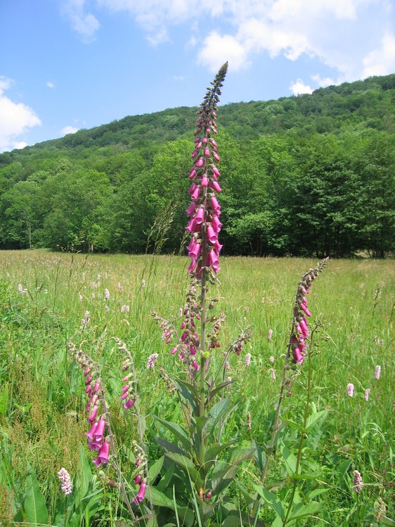 Digitalis pupurea